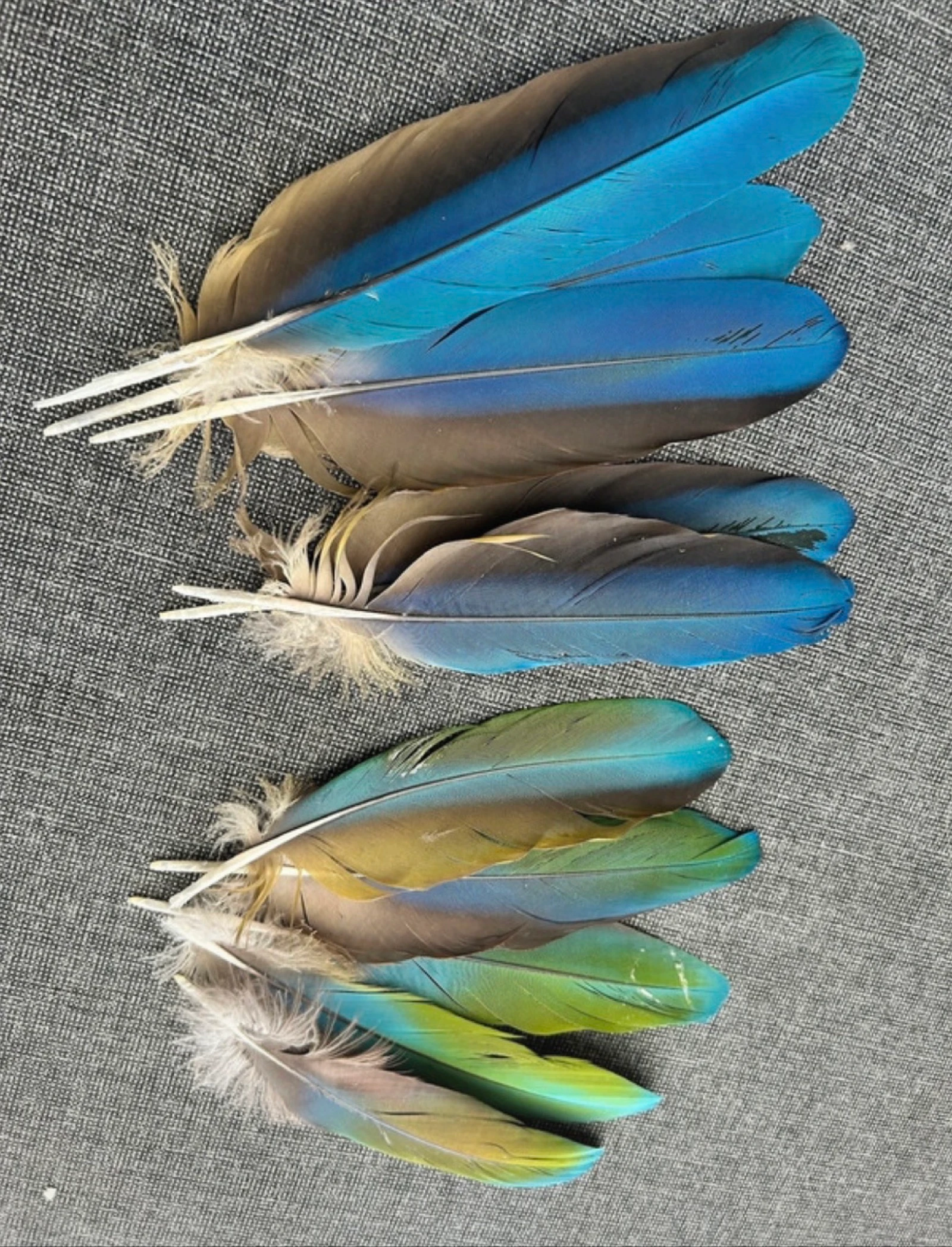 Plumas naturales de la cabra – photo 4